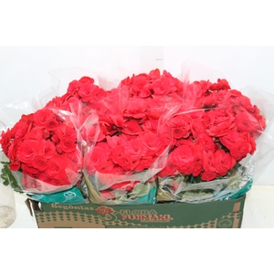 BEGONIA BALADIN P15