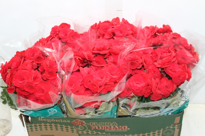 <h4>BEGONIA BALADIN P15</h4>