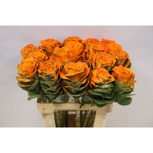 Brassica paint orange