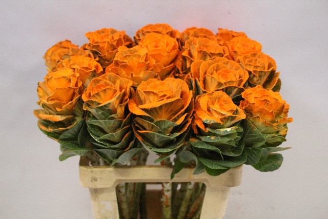 <h4>Brassica paint orange</h4>