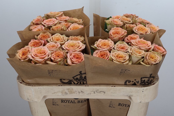 <h4>R Gr Cappuccino</h4>