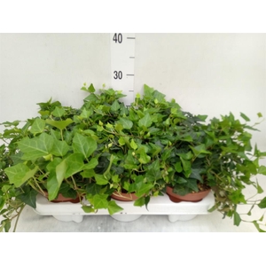 Hedera helix 'Lady Kay'