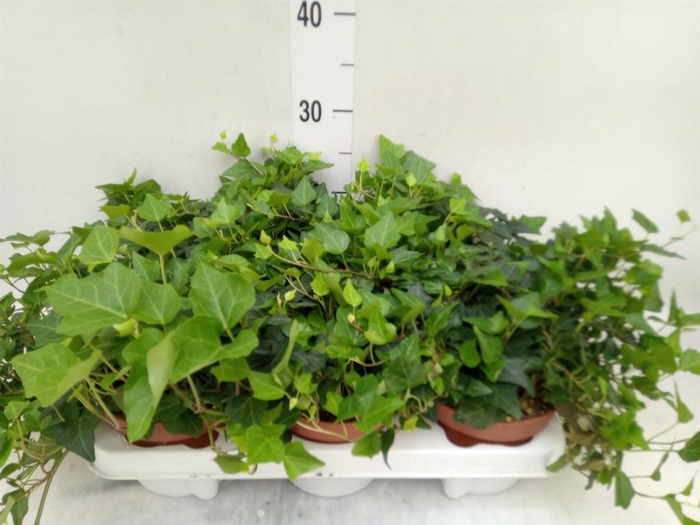 <h4>Hedera helix 'Lady Kay'</h4>