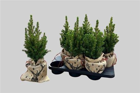 <h4>Picea Gl Conica Potcover</h4>