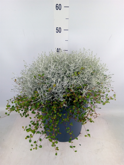 <h4>Leucophyta     [Calocephalus]</h4>