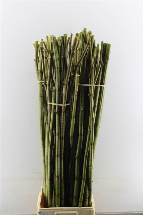 <h4>Polygonum Xxl</h4>