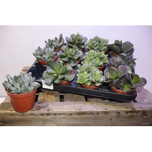 Succ Adromischus Mix