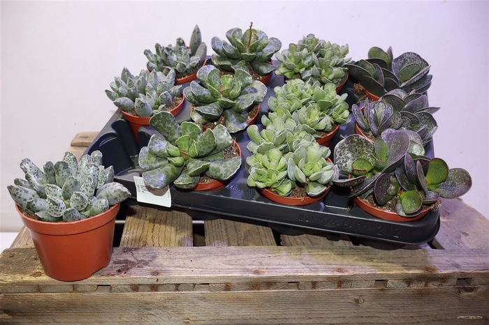 <h4>Succ Adromischus Mix</h4>