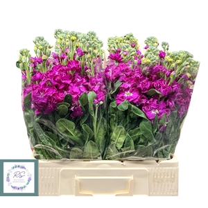 MATTH IRON ROSE PINK