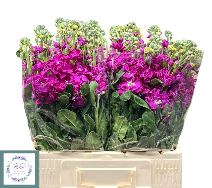 <h4>MATTH IRON ROSE PINK</h4>