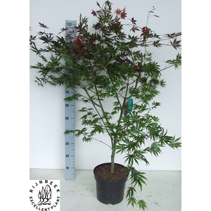ACER PA TROMPENBURG