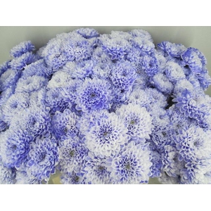 Chr T Altaj Pastel Lilac