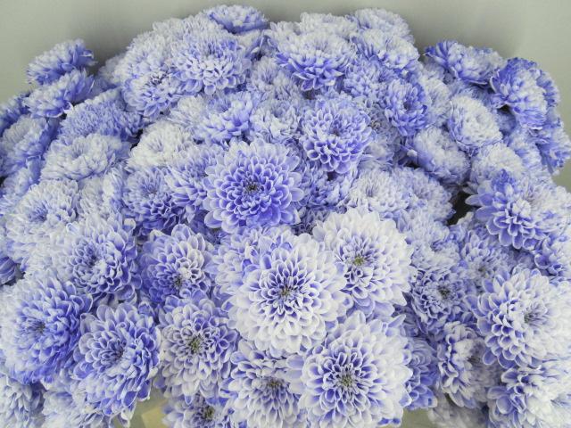 <h4>Chr T Altaj Pastel Lilac</h4>