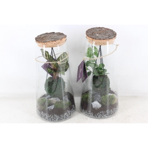 arr3 WR - Terrarium kokedarium Triton x3