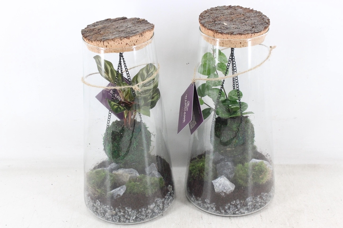 <h4>arr3 WR - Terrarium kokedarium Triton x3</h4>