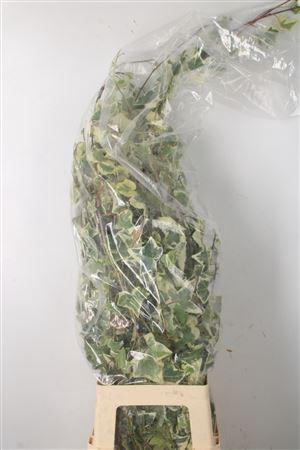<h4>Hedera Bont Per Tak</h4>