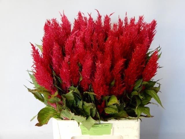 <h4>Cel P Cent Rood</h4>