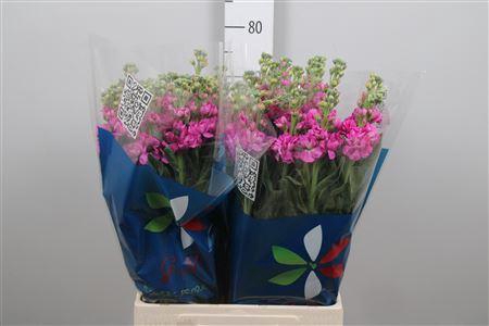 <h4>Matth Iron Deep Pink</h4>