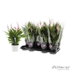 Spathiphyllum Bellini geverfd Make-Upz® Pink, beperkt 3 dagen besteltijd