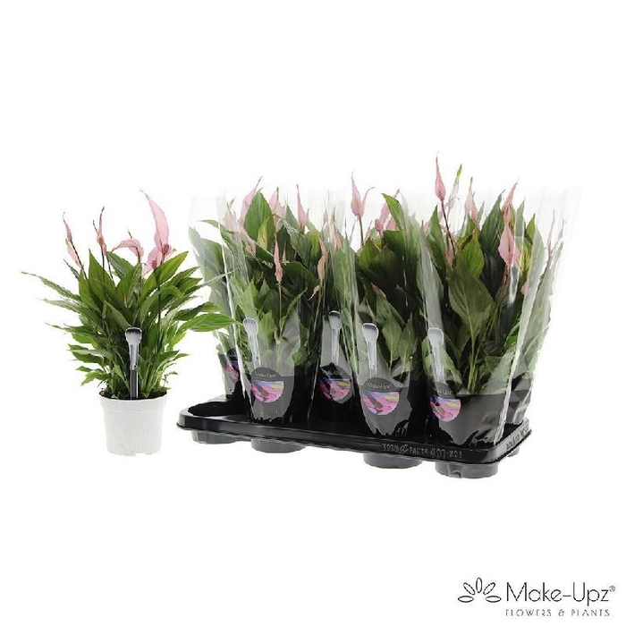 <h4>Spathiphyllum Bellini geverfd Make-Upz® Pink, beperkt 3 dagen besteltijd</h4>