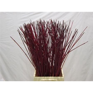 Cornus Alba Sibirica