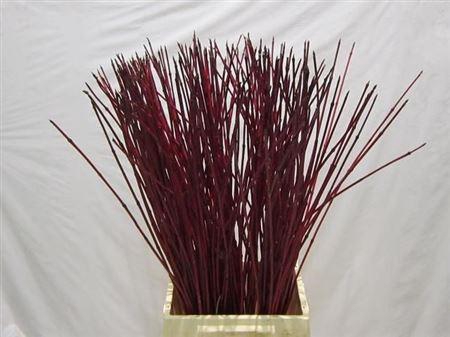 <h4>Cornus Alba Sibirica</h4>