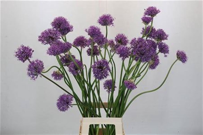 <h4>Allium Gladiator Artistiek</h4>