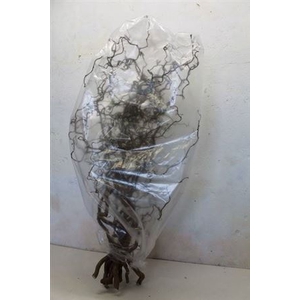 Corylus Av Contorta 120cm X15