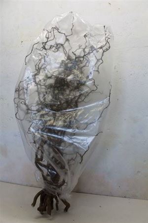 <h4>Corylus Av Contorta 120cm X15</h4>