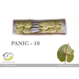 Anthurium Panic