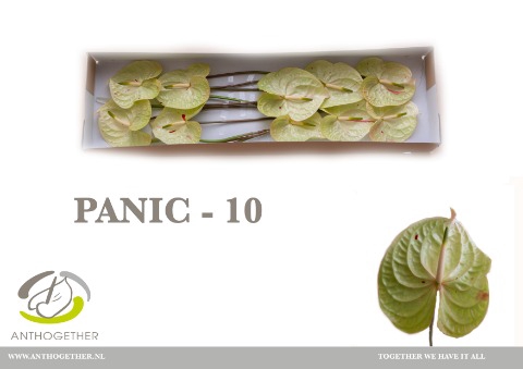 <h4>Anthurium Panic</h4>