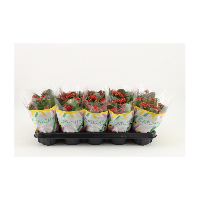 <h4>Kalanchoe Double, Catchy Season Red</h4>