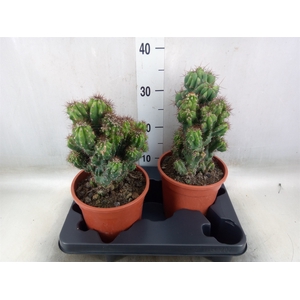 Cereus per. 'Monstrosus'