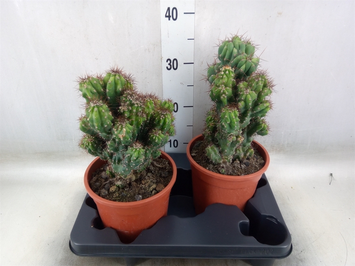 <h4>Cereus per. 'Monstrosus'</h4>