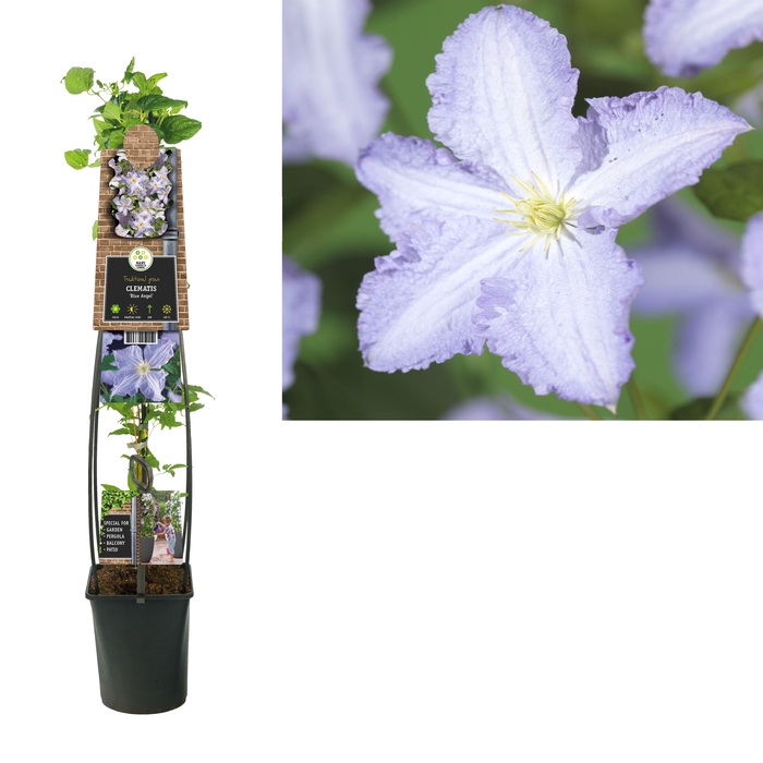 <h4>Clematis 'Blue Angel' +3.0 label</h4>