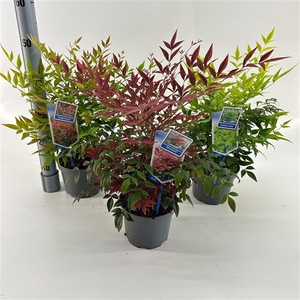 Nandina mix (minimum order one layer)