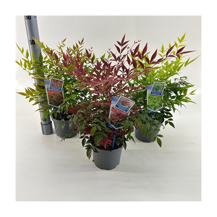 <h4>Nandina mix (minimum order one layer)</h4>