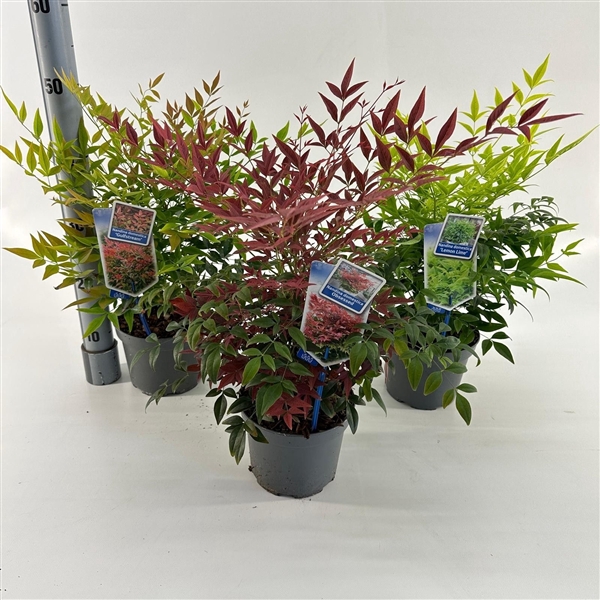 Nandina mix (minimum order one layer)