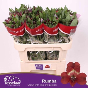 ALSTR RUMBA ALSTROEMERIA RUMBA