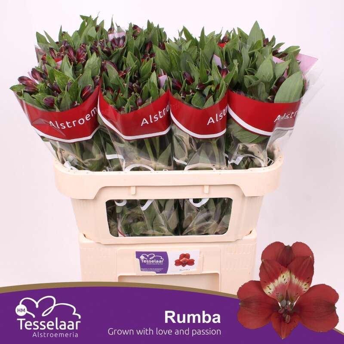 <h4>ALSTR RUMBA ALSTROEMERIA RUMBA</h4>