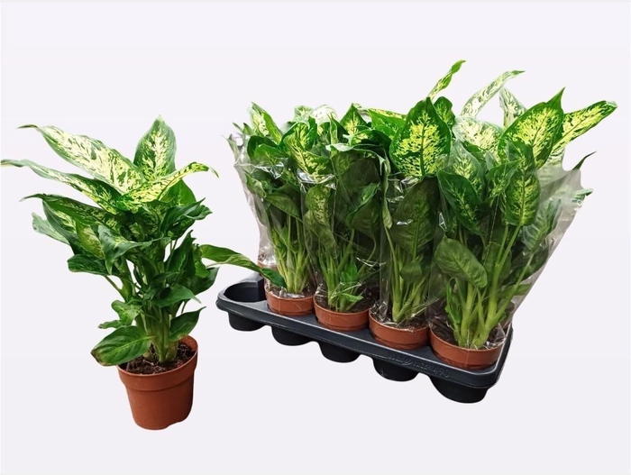 <h4>DIEFF COMPACTA</h4>