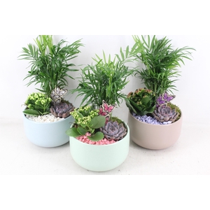 arr2 PL - Ker. schaal bleu mix x6 - lila/wit