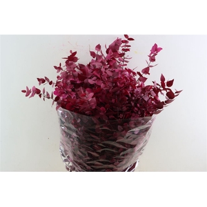 Pres Euca Stuartiana Pink Lady Bunch