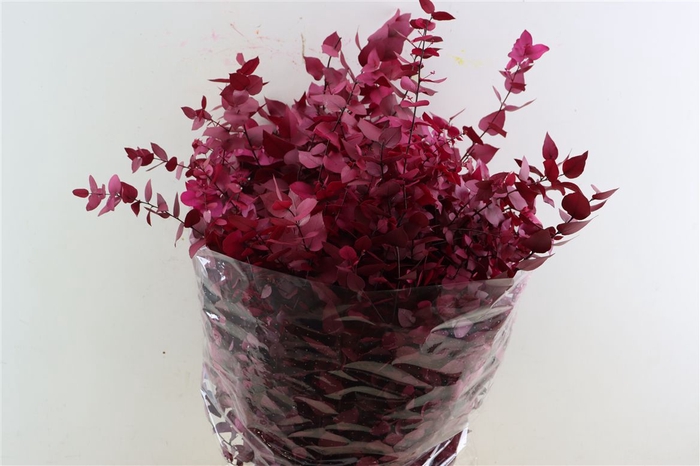 <h4>Pres Euca Stuartiana Pink Lady Bunch</h4>
