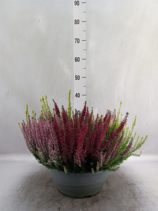 <h4>Calluna vulg. 'Beauty L'  ..mix 3/p</h4>