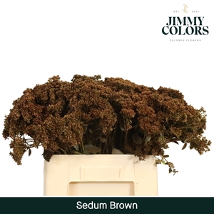 Sedum L55 Brown