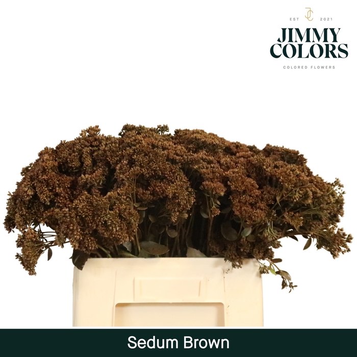 <h4>Sedum L55 Brown</h4>