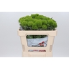 Dianthus Br Lady Ingreen