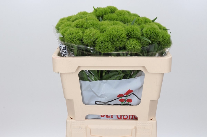 Dianthus Br Lady Ingreen