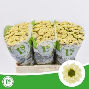 Chr S Rossi Cream 1100gr